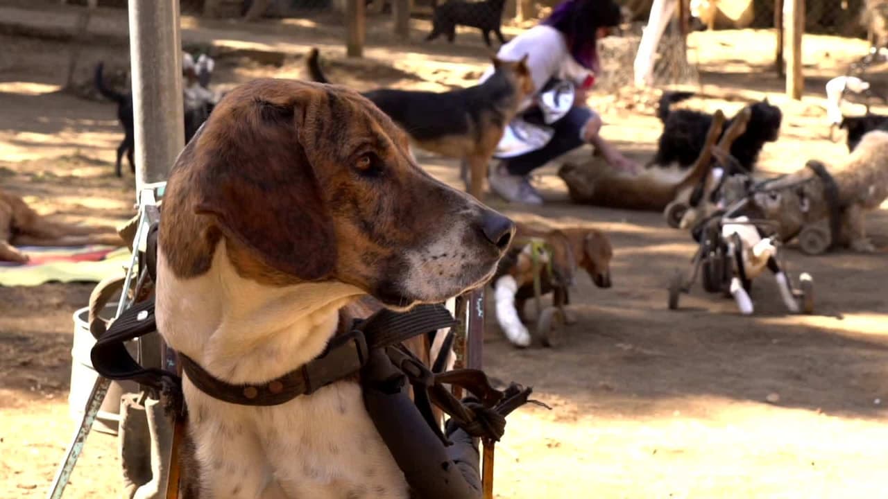 Perros torturados por el ser humano merecen una segunda oportunidad