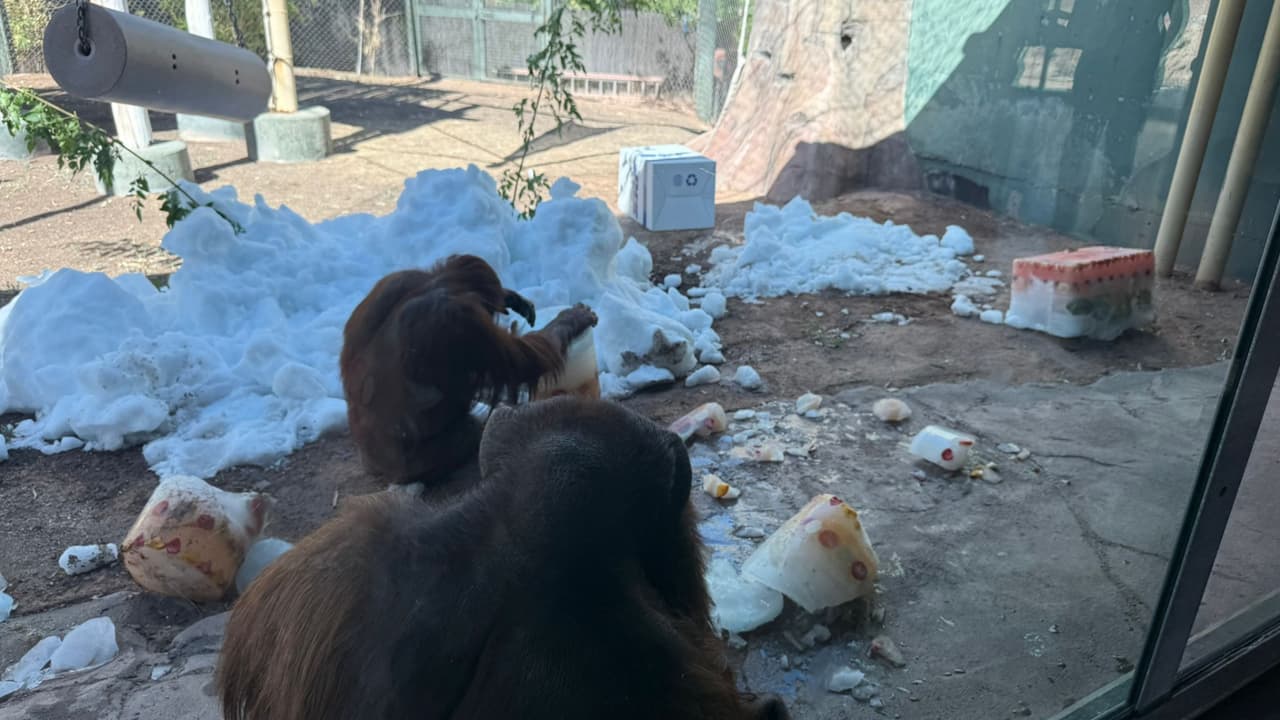 Paletas de hielo para los animales del Zoológico de Phoenix: Así les ayudan a combatir el calor
