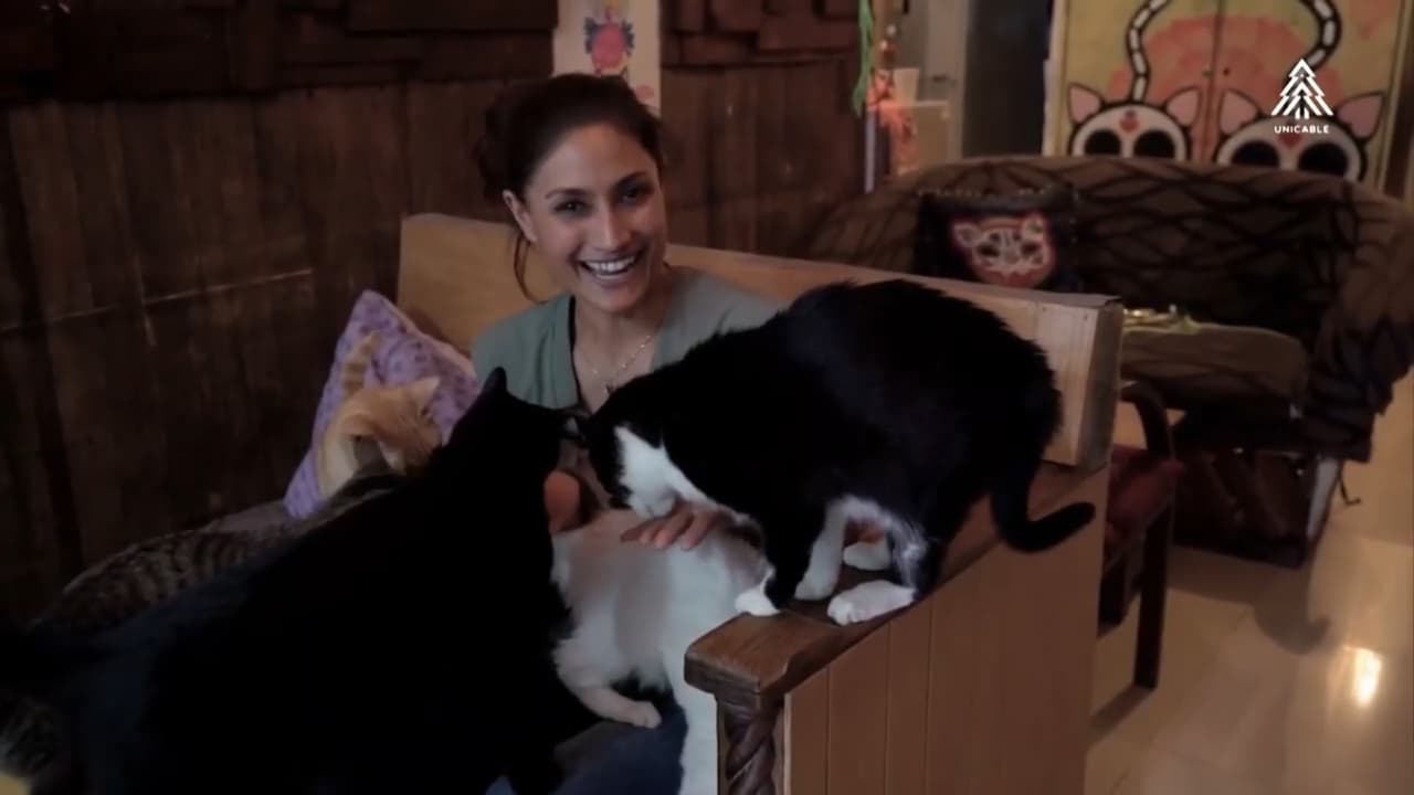 ¿Sabías que tener un gatito de mascota es benéfico para tu salud?