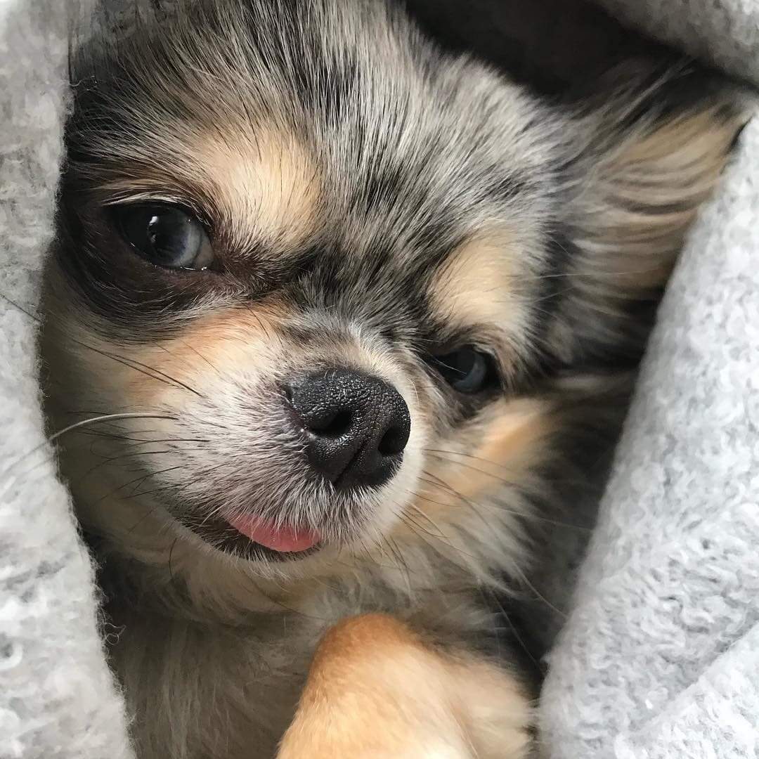 Esta pequeña chihuahua de ojos azules es Oli, la pequeña perrita de Montserrat Oliver.