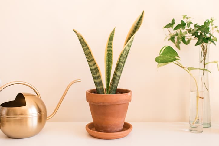 A Sansevieria trifasciata 'Laurentii' Snake Plant also known as Mother-in-Law's Tongue houseplants. A snake plant houseplant in South Florida. Houseplants during the COVID-19 pandemic. Sansevieria is a genus of about 70 species of flowering plants, native to Africa, Madagascar, and southern Asia. Common names include mother-in-law's tongue, devil's tongue, jinn's tongue, bowstring hemp, snake plant, and snake tongue. It is often included in the genus Dracaena; in the APG III classification system, both genera are placed in the family Asparagaceae, subfamily Nolinoideae (formerly the family Ruscaceae). It has also been placed in the former family Dracaenaceae.