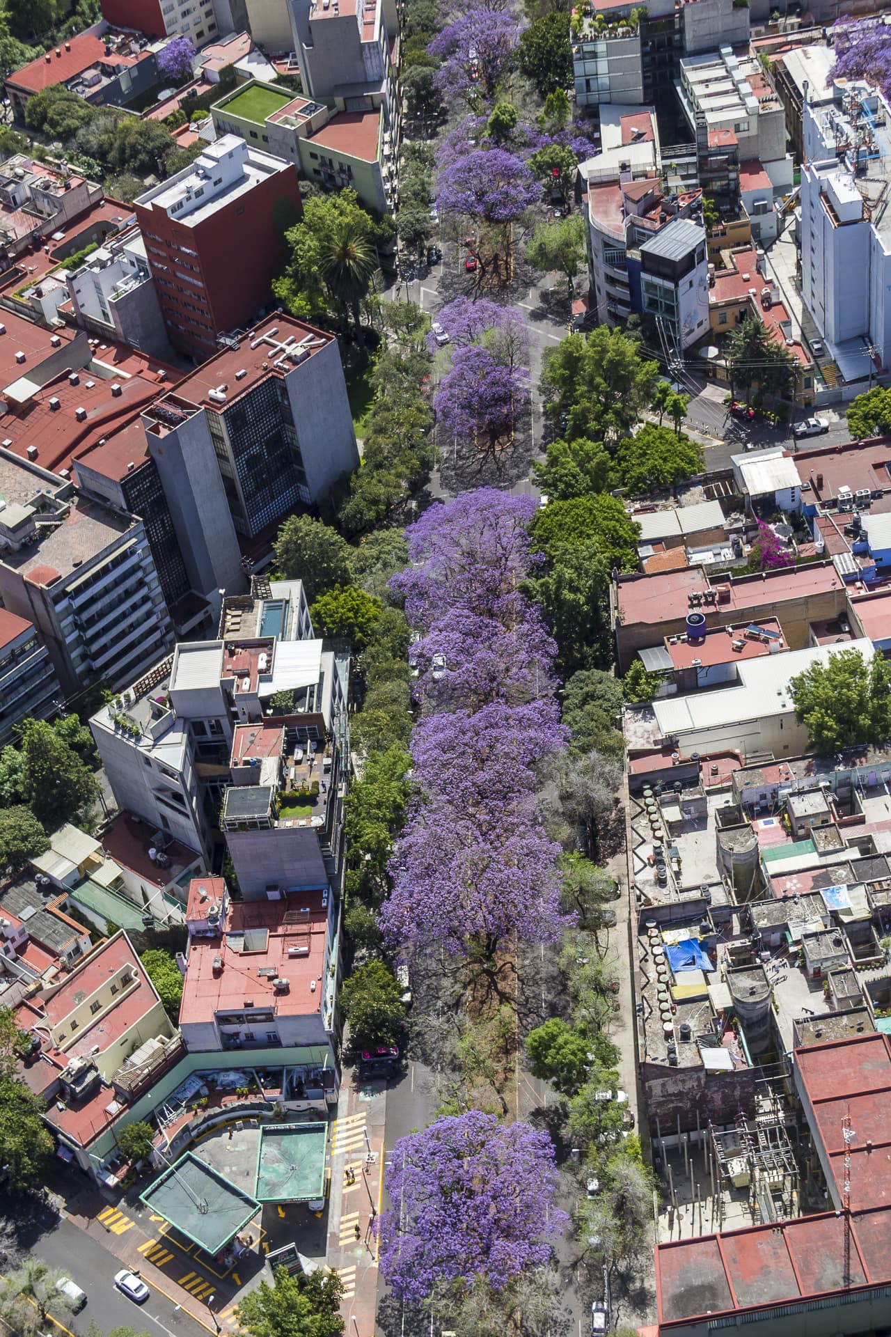 El clima de México resultó ideal para ese árbol subtropical de Brasil.