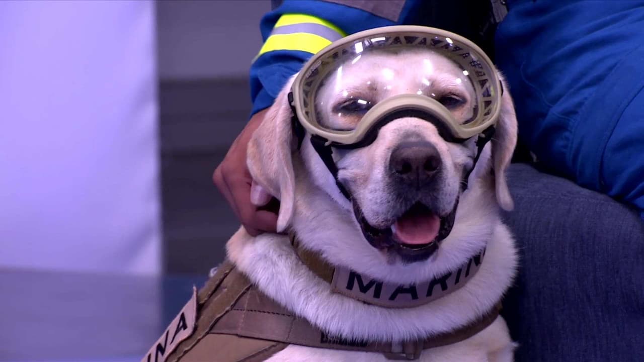Frida: la prueba de que los perros son seres valiosos en la sociedad
