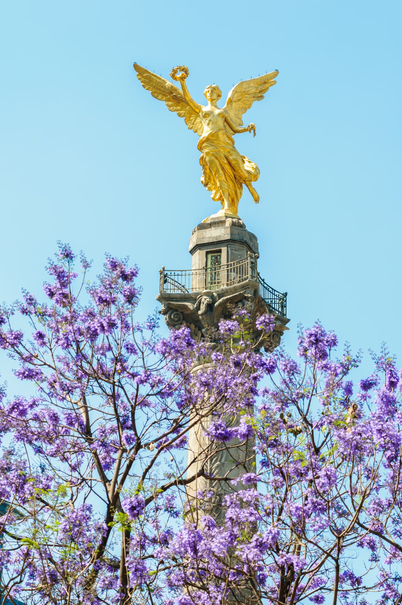 Pero, ¿cómo es que llegaron estas flores moradas de Brasil a México?