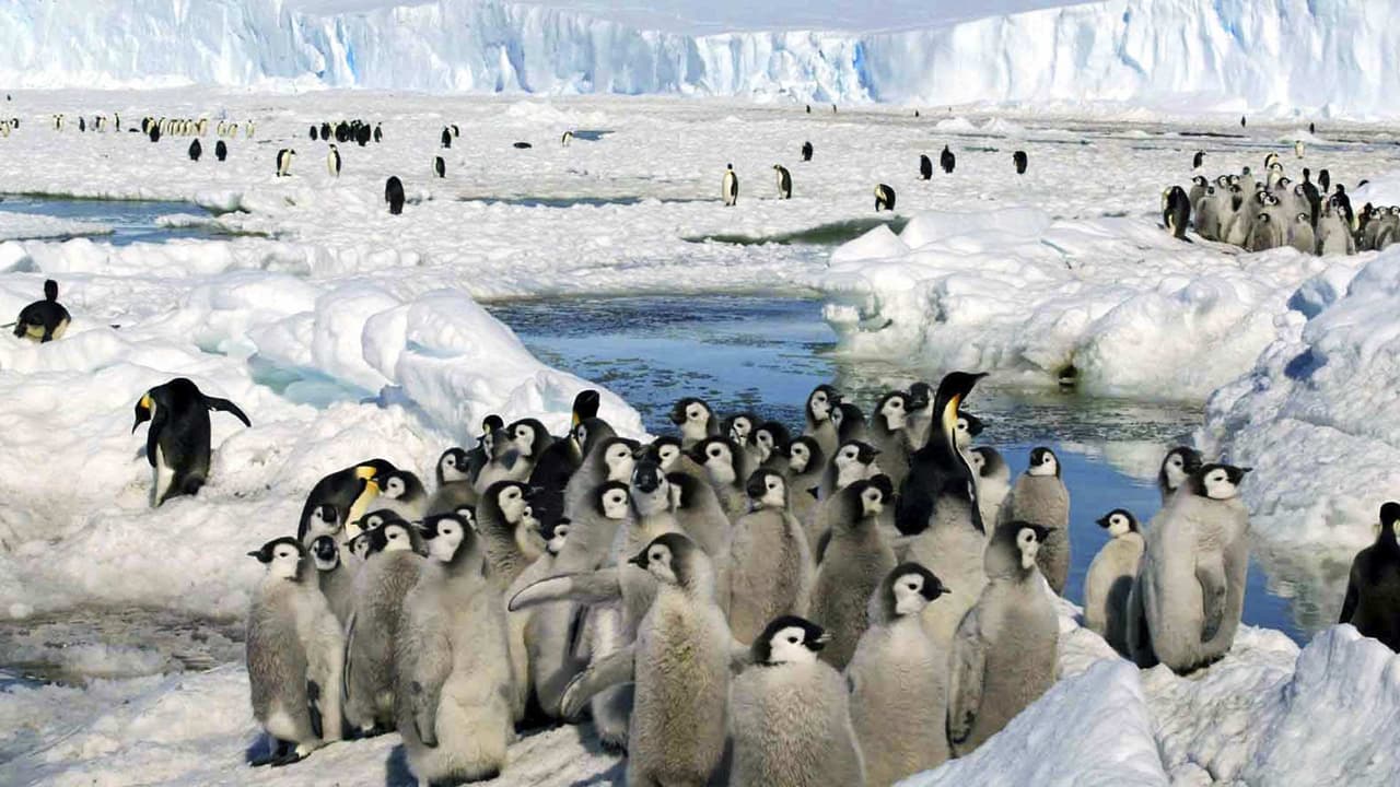 Mueren miles de pingüinos bebé, a causa del cambio climático