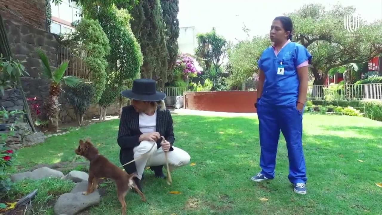 Así Somos: David Allegre desea que su perro sea actor, ‘quiero que sea una estrella de la televisión’