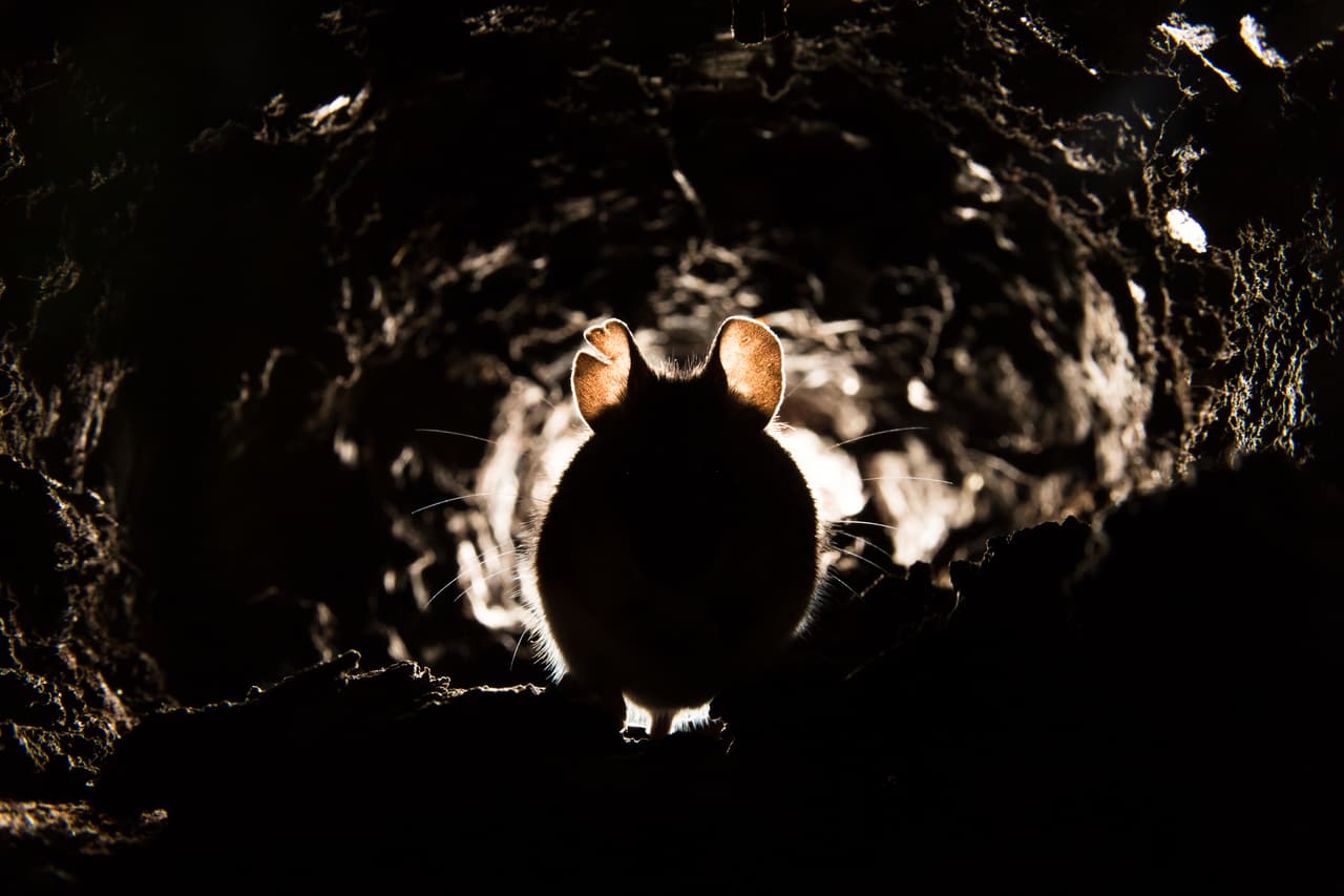 Wood Mouse (Apodemus sylvaticus)