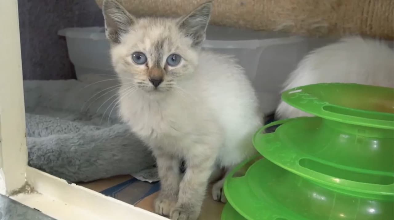 Pancho, Lala y Lola son gatitos que buscan un hogar, ¡dales otra oportunidad de vida y adóptalos!