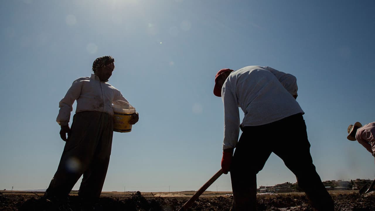 Trabajadores agrícolas soportan calor extremo sin denunciar por temor a despido o deportación