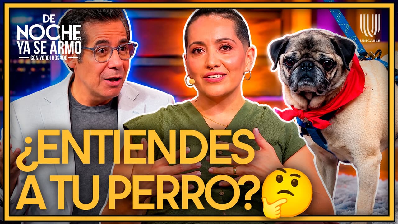 ¿Realmente entiendes a tu perro? Así puedes saber lo que siente
