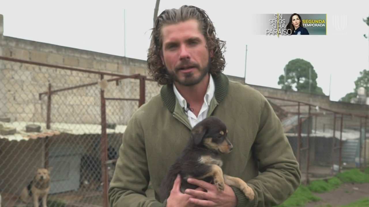 ¡Adopta, no compres! Así le puedes cambiar la vida a un perrito callejero