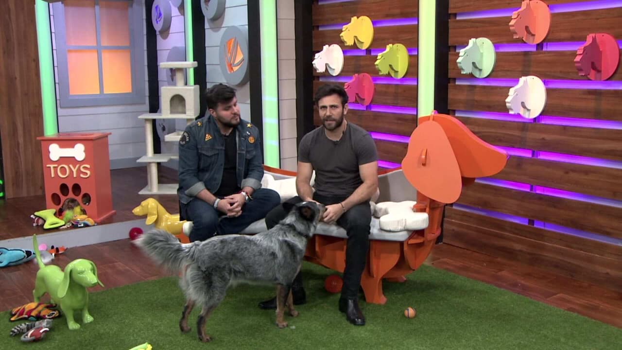 Carlos Ferro presenta a su acompañante de gym, su mascota Gordon