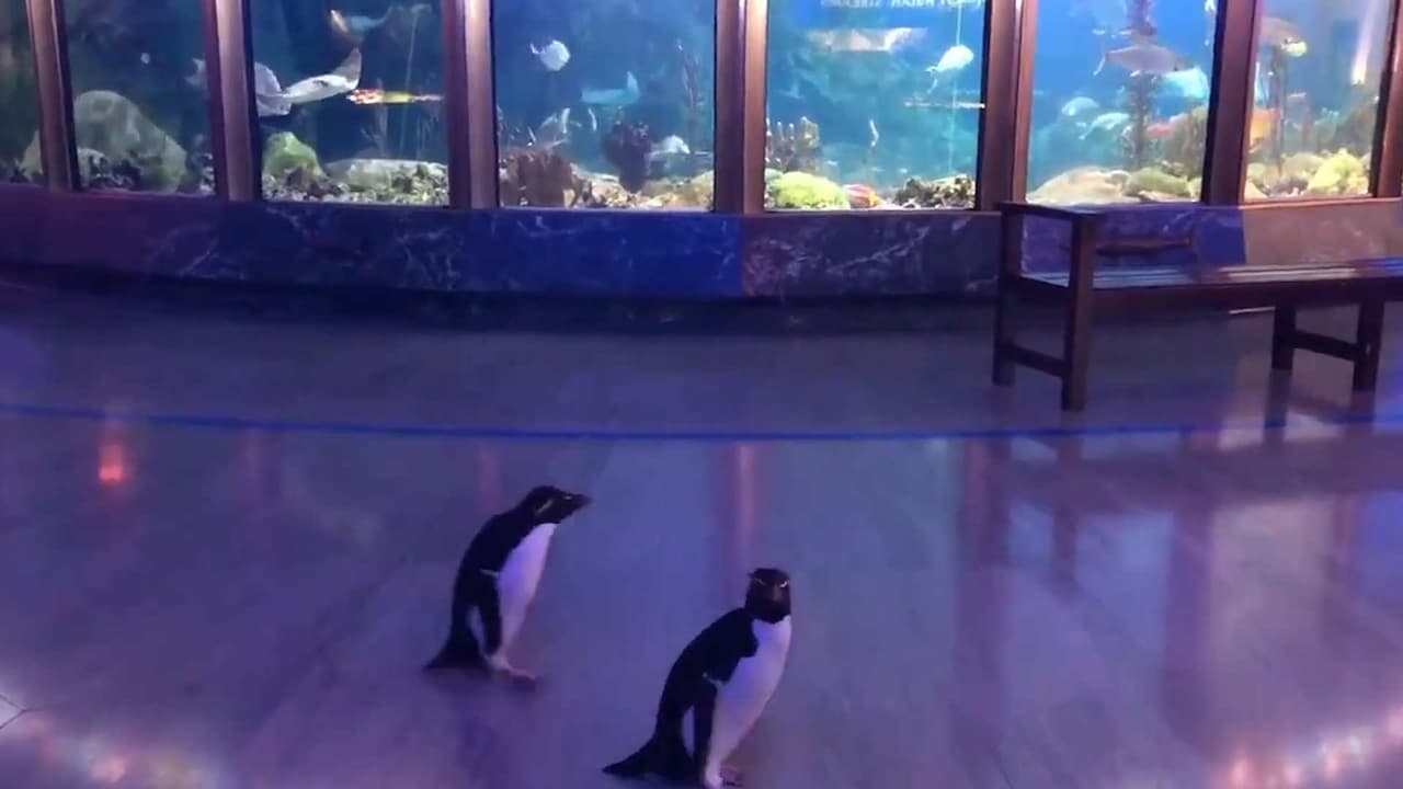 Estos adorables pingüinos salieron a conocer a otros animales en el acuario donde viven
