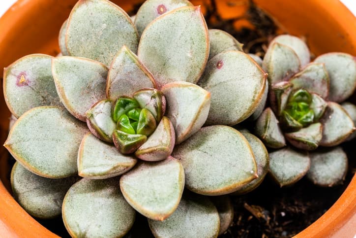 Small juicy succulent plant