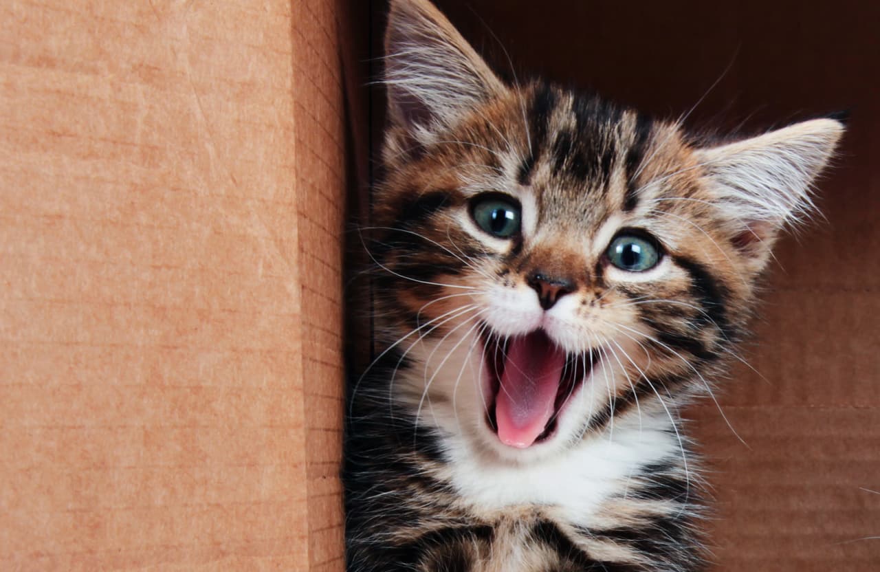 Descubre la personalidad de tu gato según su signo zodiacal