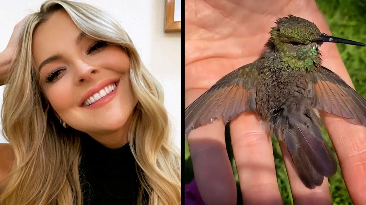 Marjorie De Sousa ya le puso nombre al pequeño colibrí que rescató