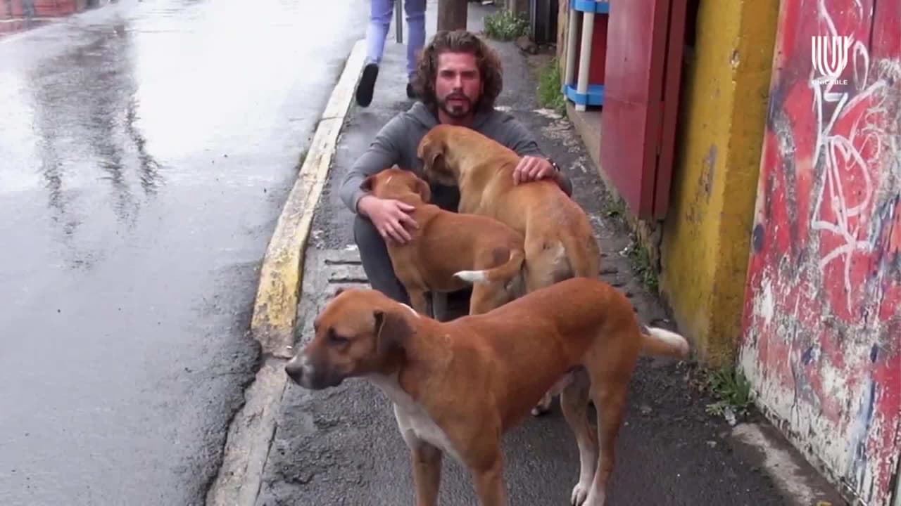 Tobías, Willis y Mohicano son tres perritos que buscan una familia, ¡adopta y no compres!