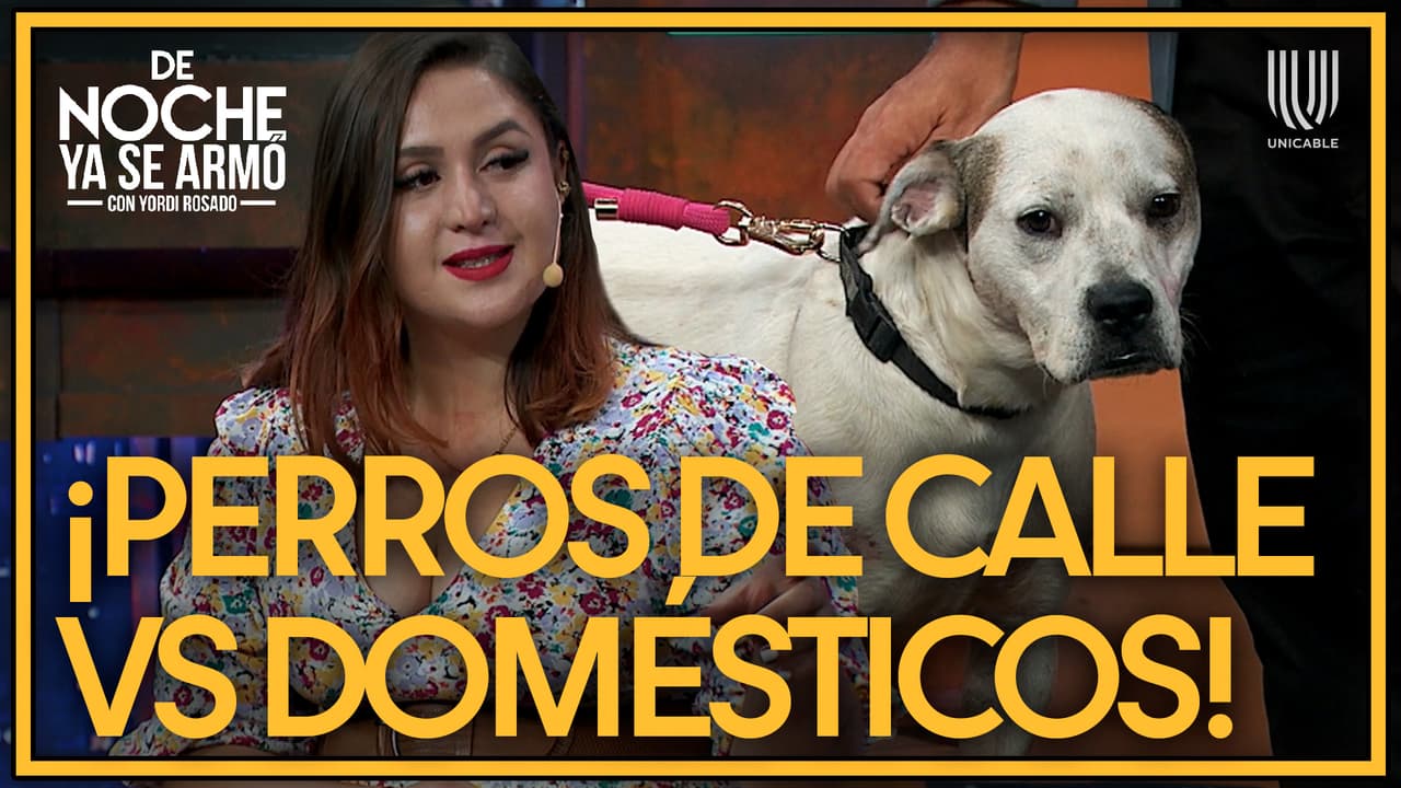 Rescatista cuenta las historias de vida de Gonzo y Tlaco, perros abandonados en el metro de la CDMX