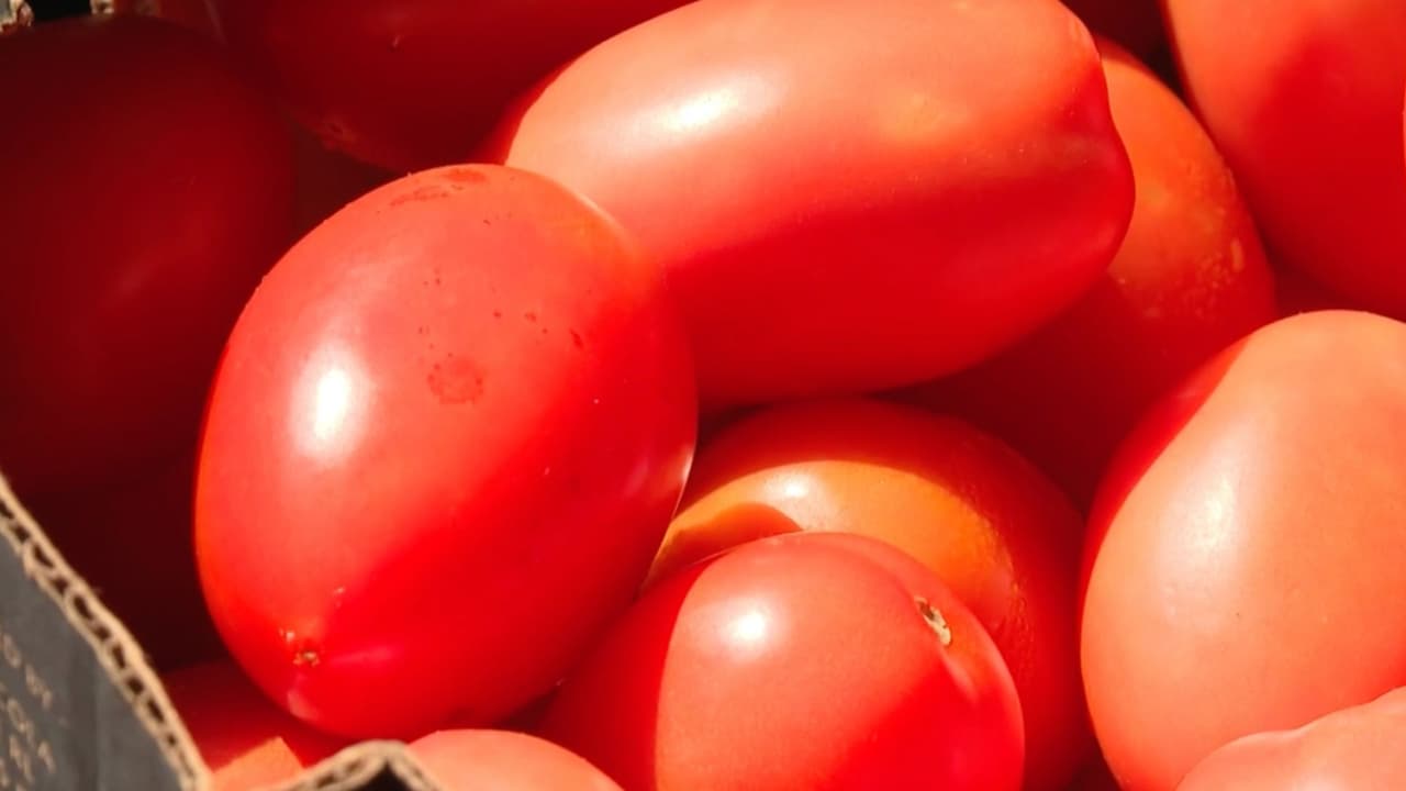 Arancel a tomates de México entra en vigor: te contamos cuánto subirá el precio de este producto