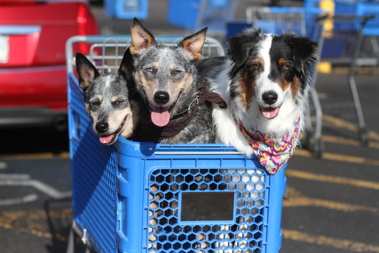Ley Lucy prohíbe comercializar animales en tiendas mascotas