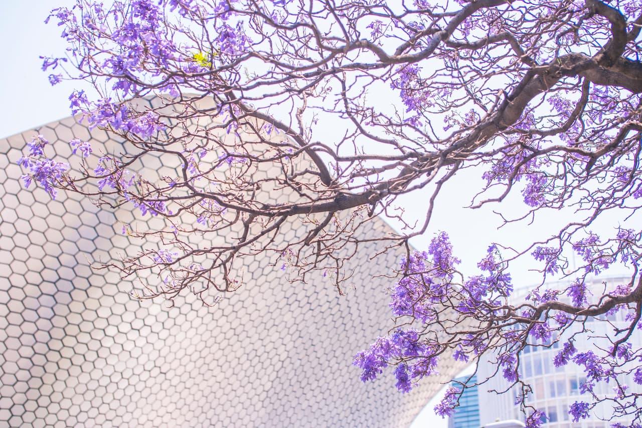 Ya llevamos décadas conviviendo con este árbol extranjero que hemos integrado a la identidad de nuestro país