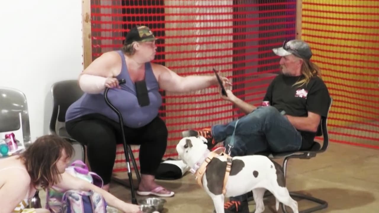 Arizona responde a ola de calor con refugios y clínicas: mascotas son bienvenidas