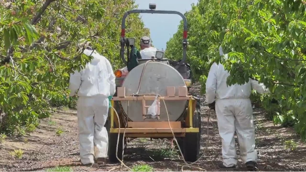 ¿Abren camino al trabajo legal para jornaleros en California?