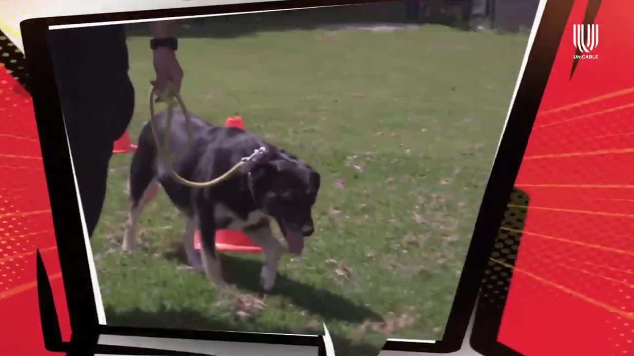 Esta es la historia de Aranda, la primera perrita bombera de México