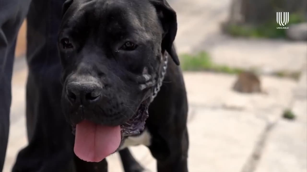 Adopta un perrito y hazlo feliz, Pablo Velasco te dice cómo