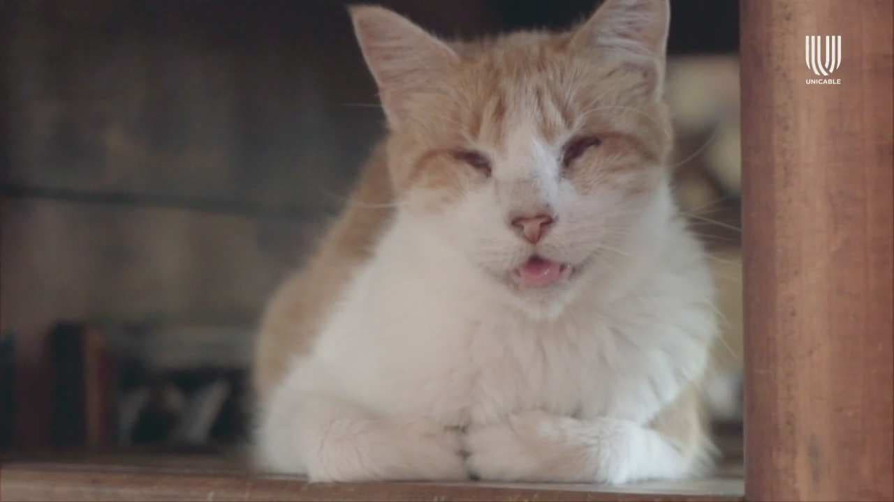 ¿Te gustan los gatitos? Dale un hogar a uno, adopta