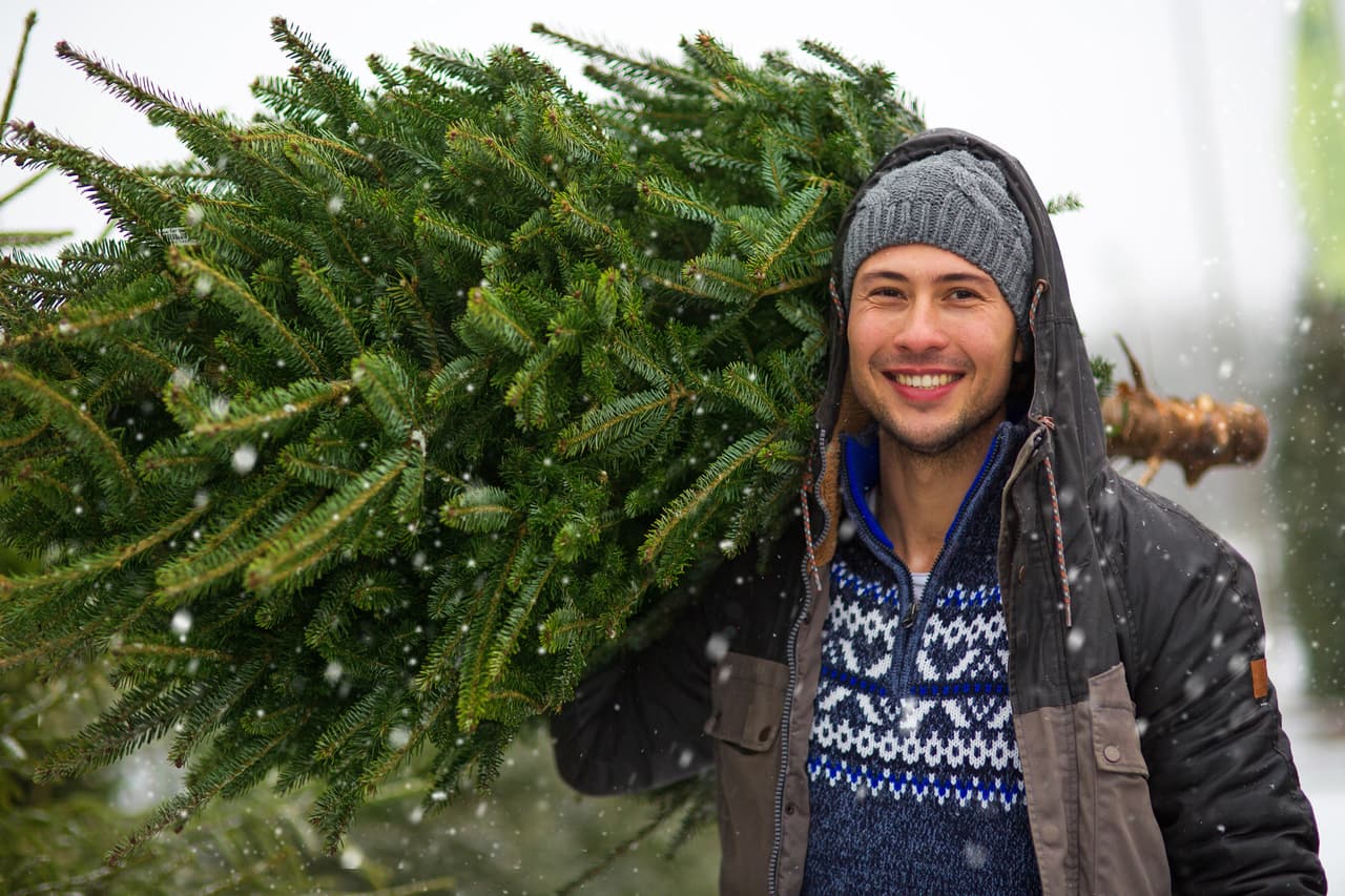 Young man Picking the Christmas tree at Christmas tree farm