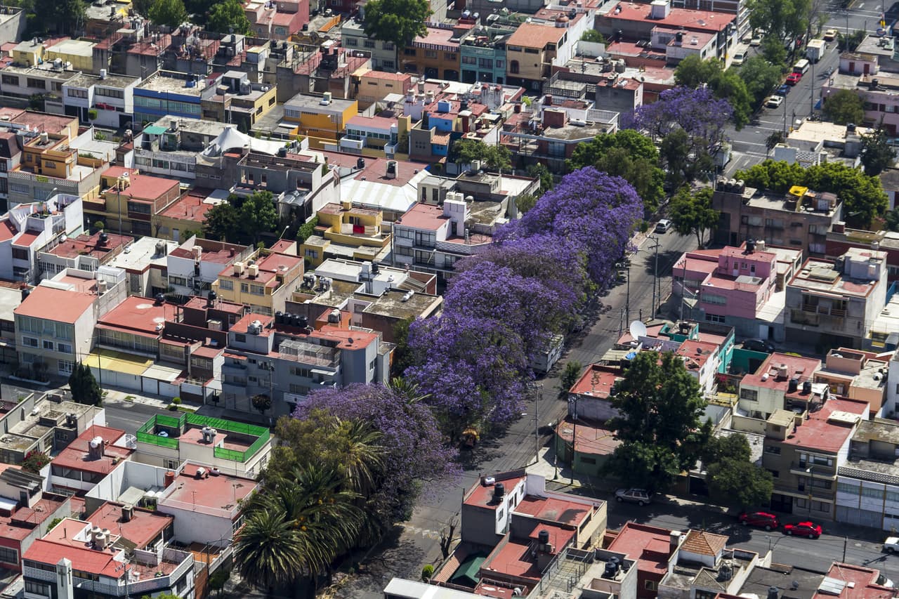 Todas las primaveras, la Ciudad se llena de árboles morados que el resto del año parecieran no existir.