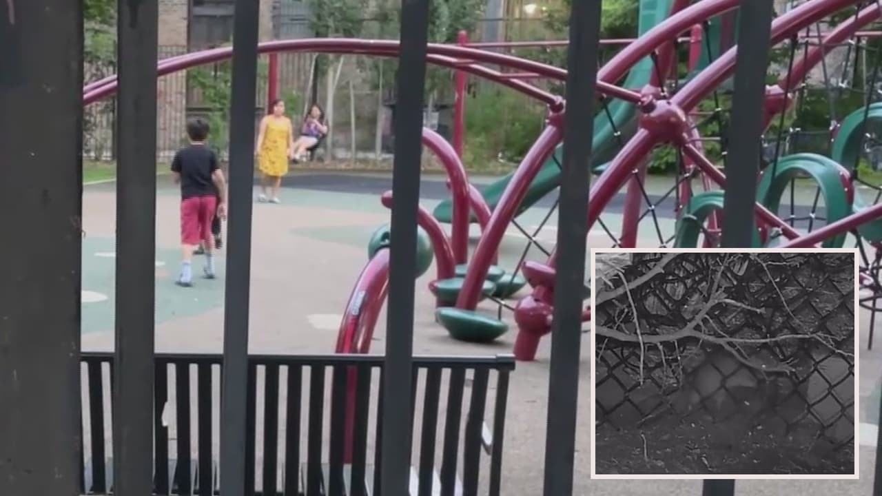 Parque en Wicker Park infestado por ratas: aumenta el problema de roedores en vecindarios de Chicago