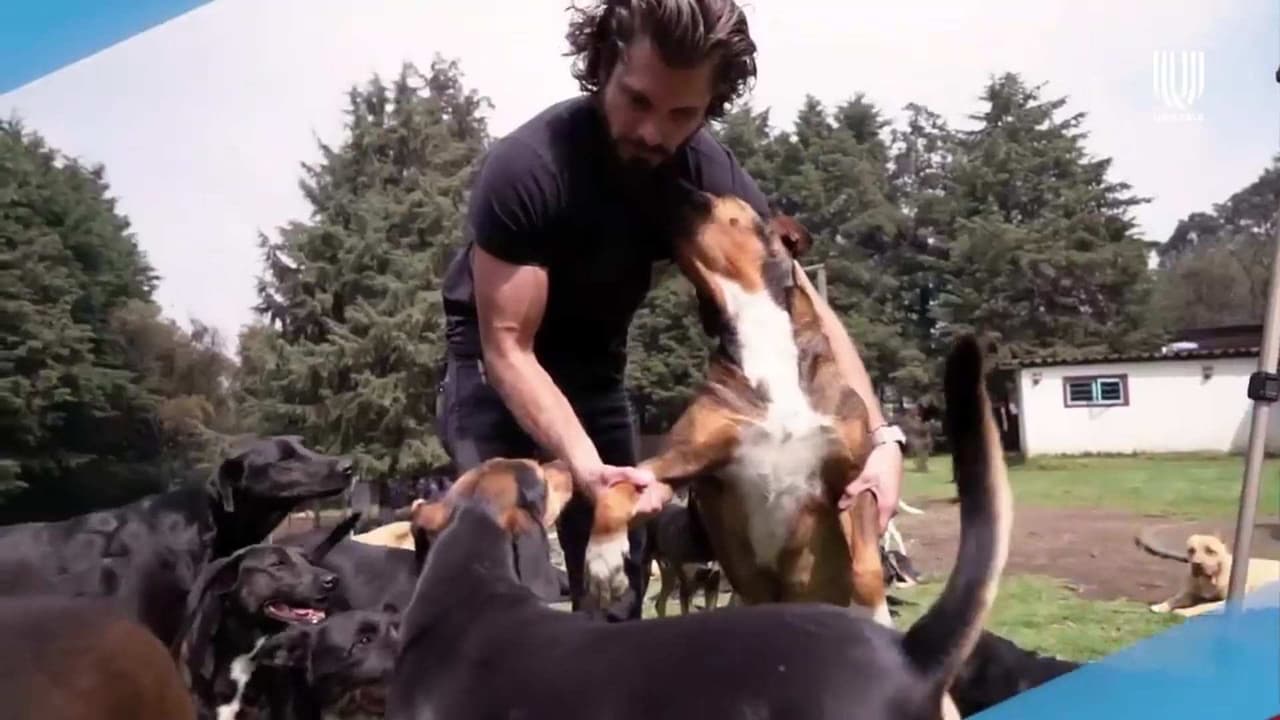 Estos perritos fueron rescatados y buscan un hogar, ¡Adopta!