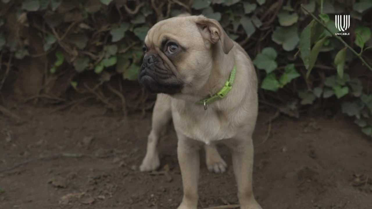 Conoce la amistad verdadera al adoptar un perrito, el fiel compañero del hombre