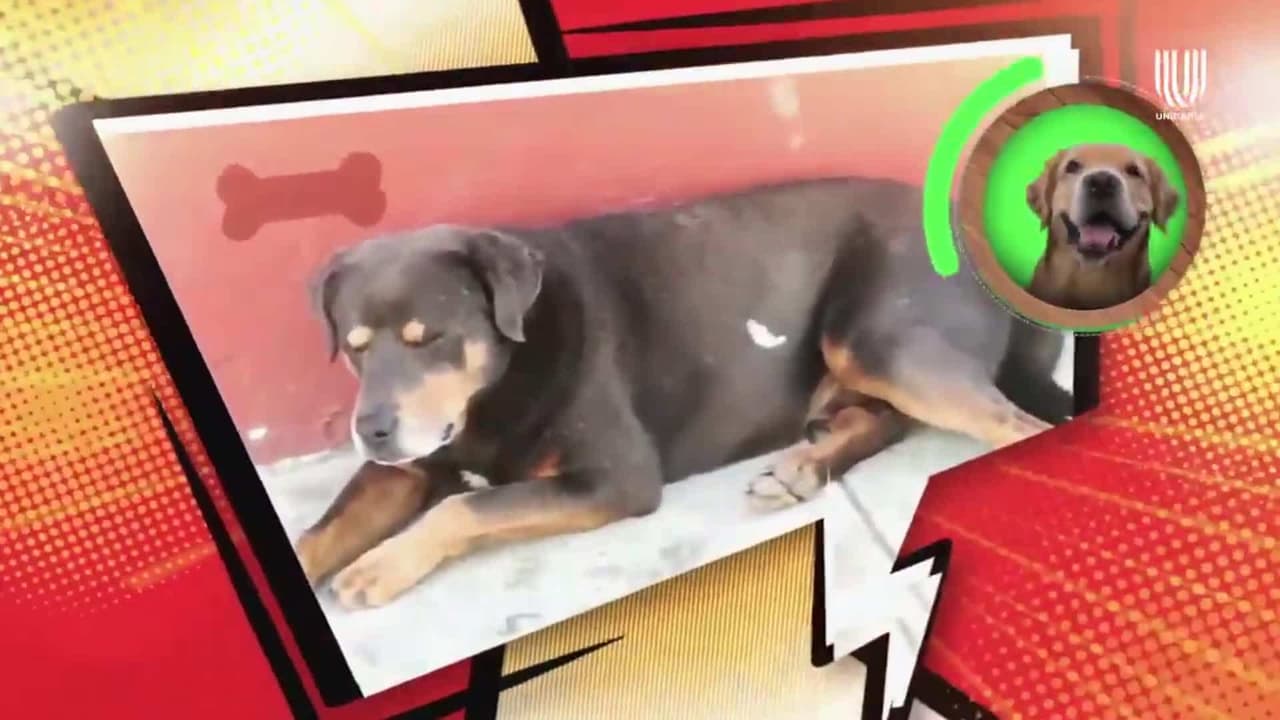 Esta es la historia Mazapán, el perro bailarín más famoso de Oaxaca