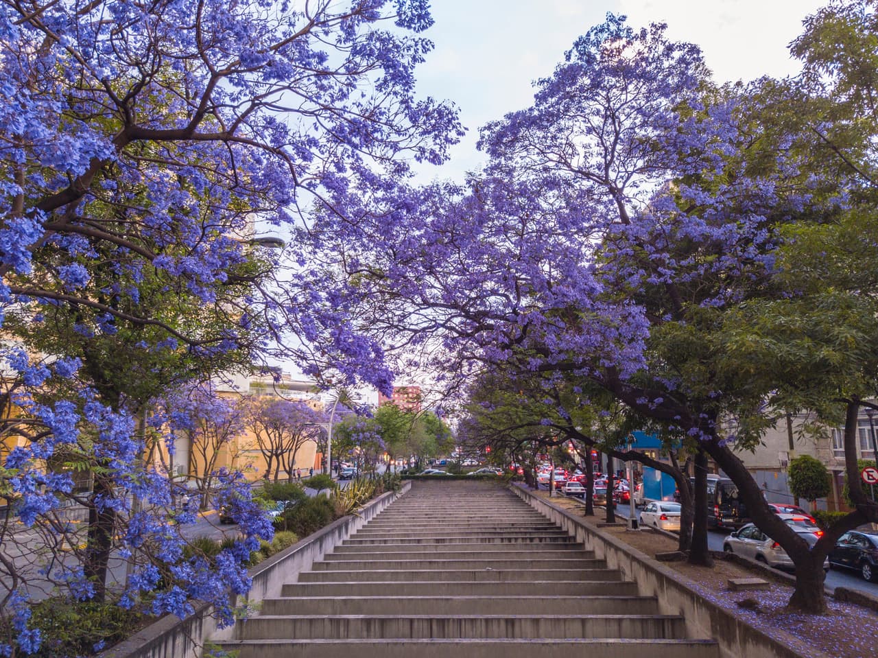 Las hermosas jacarandas.