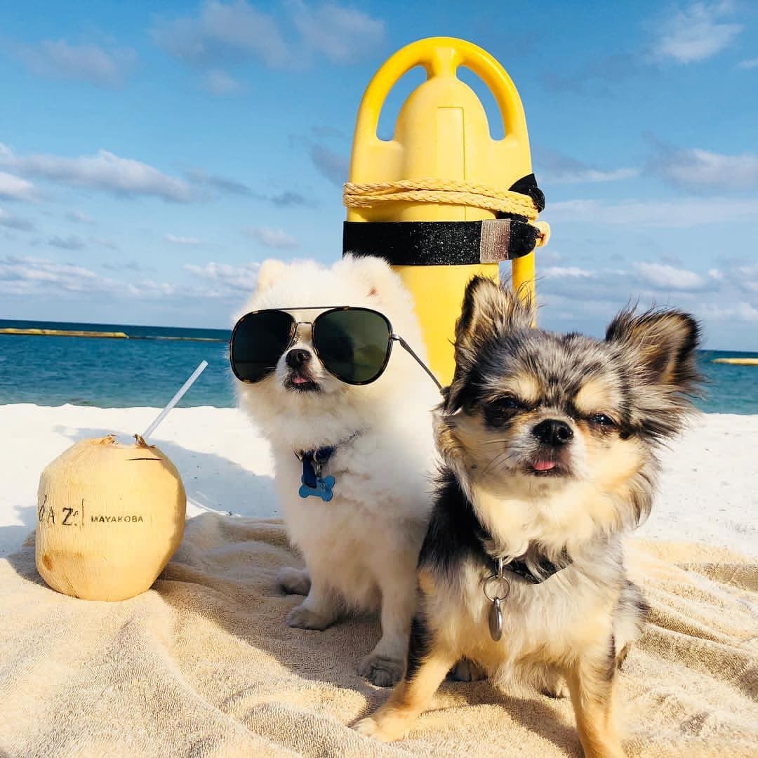 Aquí Oli y Amor tomando el sol juntas en la playa; ¡comparte las de tus mascotas también con el hashtag #MiMascotaes