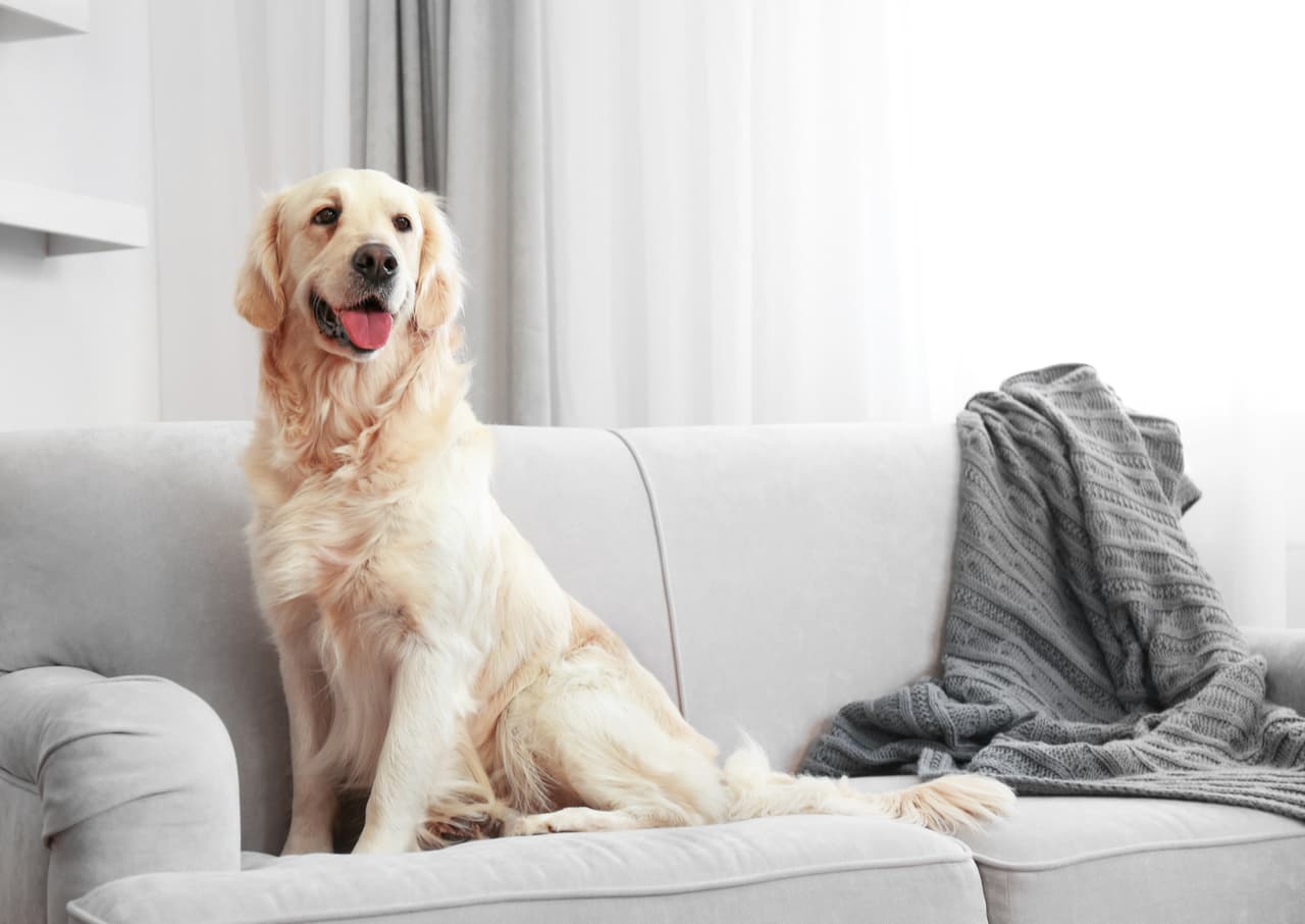 Para el ‘pet lover’: Si alguien no deja de hablar de su mascota, sin duda un regalo que le encantará son las cámaras para mascotas, porque podrá ver a su mejor amigo cuando no esté en casa e incluso, hablarle desde donde esté.