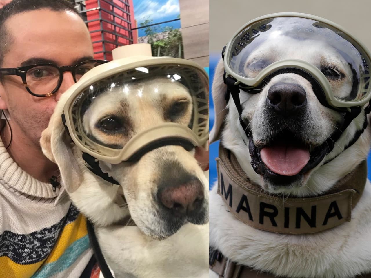 Famosos lamentaron la muerte de la perrita Frida, heroína del #19s