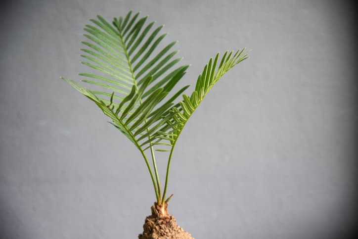 Green leaf Cycads on gray background.