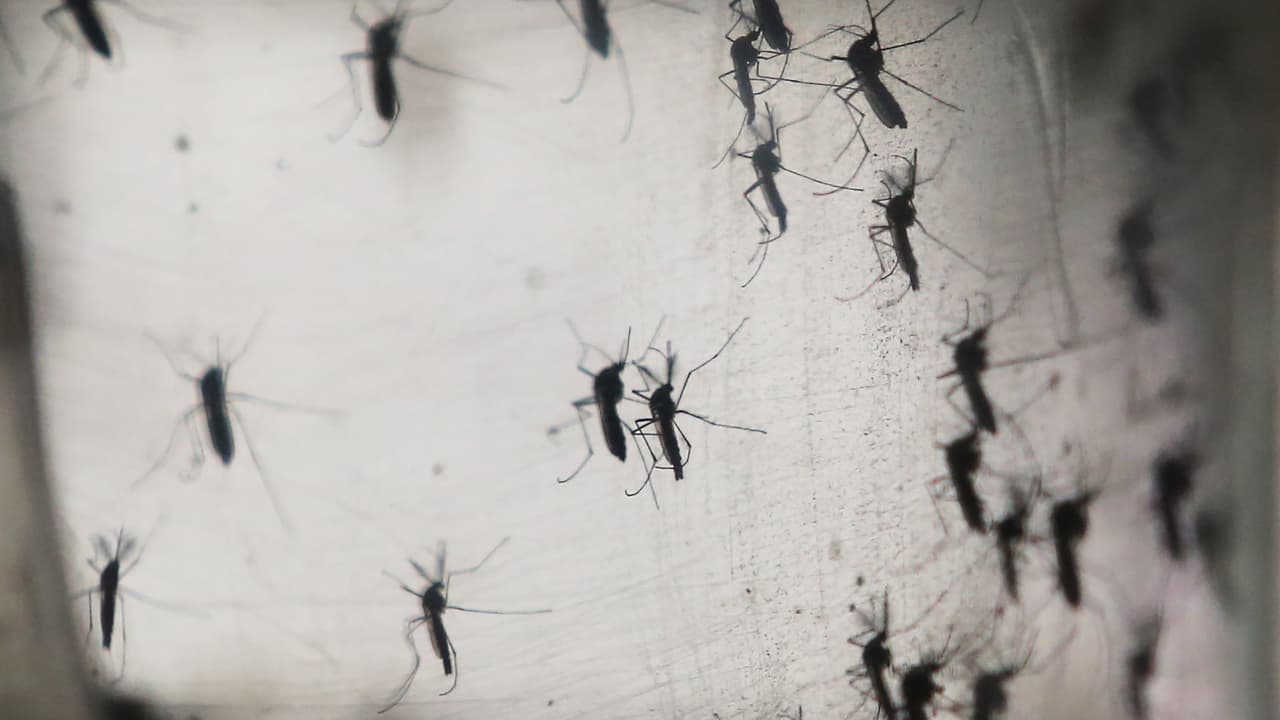 Lluvia y calor, la combinación perfecta para plagas: consejos para evitar criaderos de mosquitos