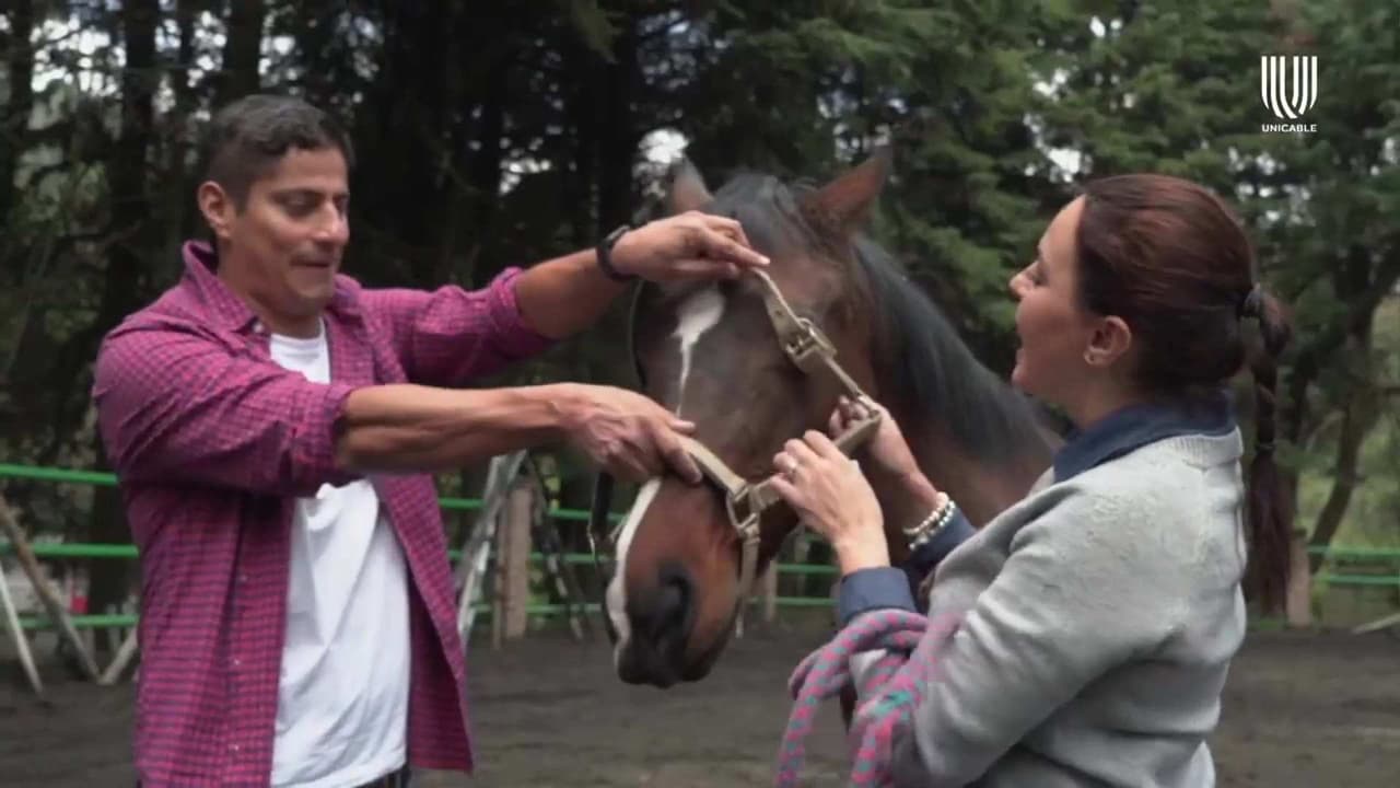 Más mascotas que humanos: ¿Sabías que puedes superar dificultades emocionales al tener contacto con un caballo?