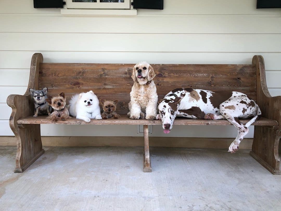 Otras que no pueden negar ser las reinas de los perros son Monserrat Oliver y Yolanda Andrade, quienes han tenido perritos por docenas y se han distinguido por siempre mostrar su enorme amor a los animales. Actualmente las más consentidas de ellas dos son seis perritas: Amor, Milla, Oli, Diva, Bo y Frida una gran danés que es un bombón.