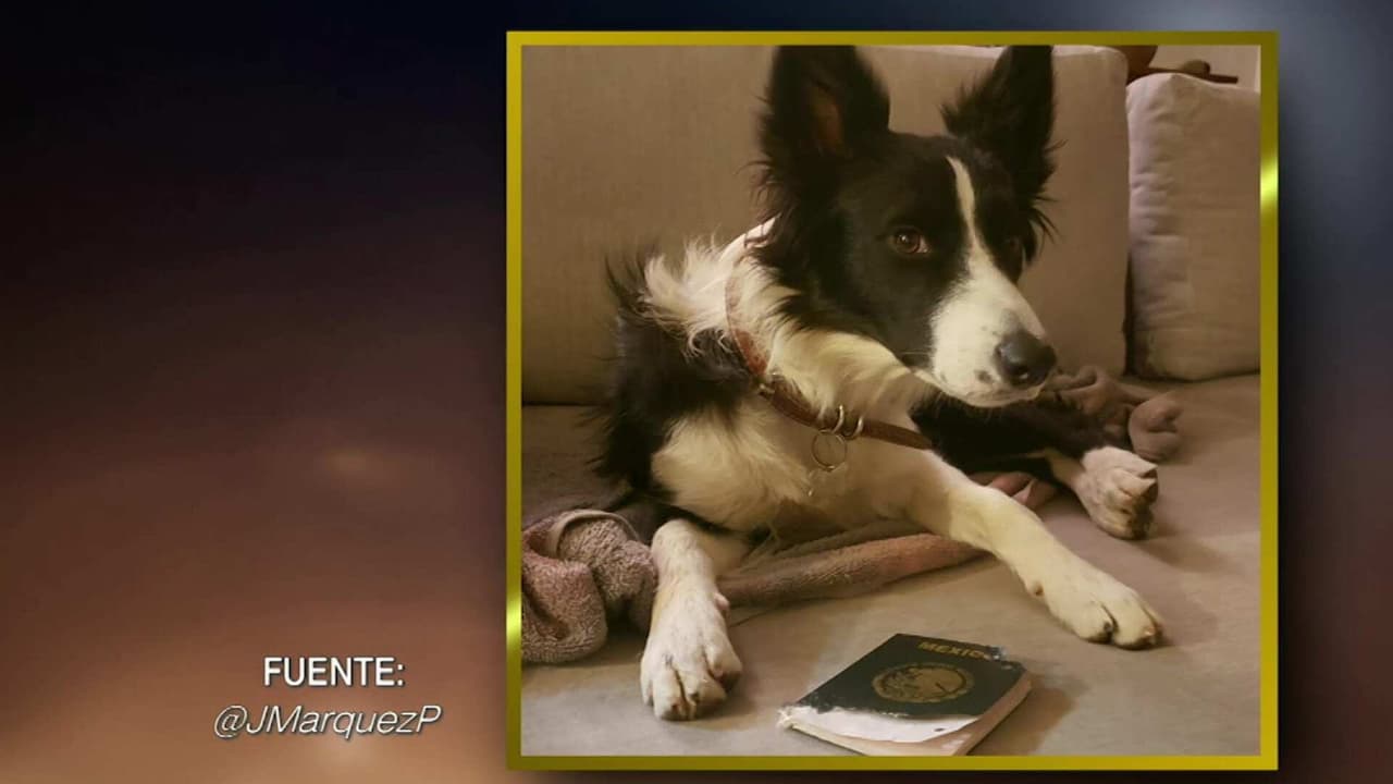 Un perro se comió el pasaporte de su dueño