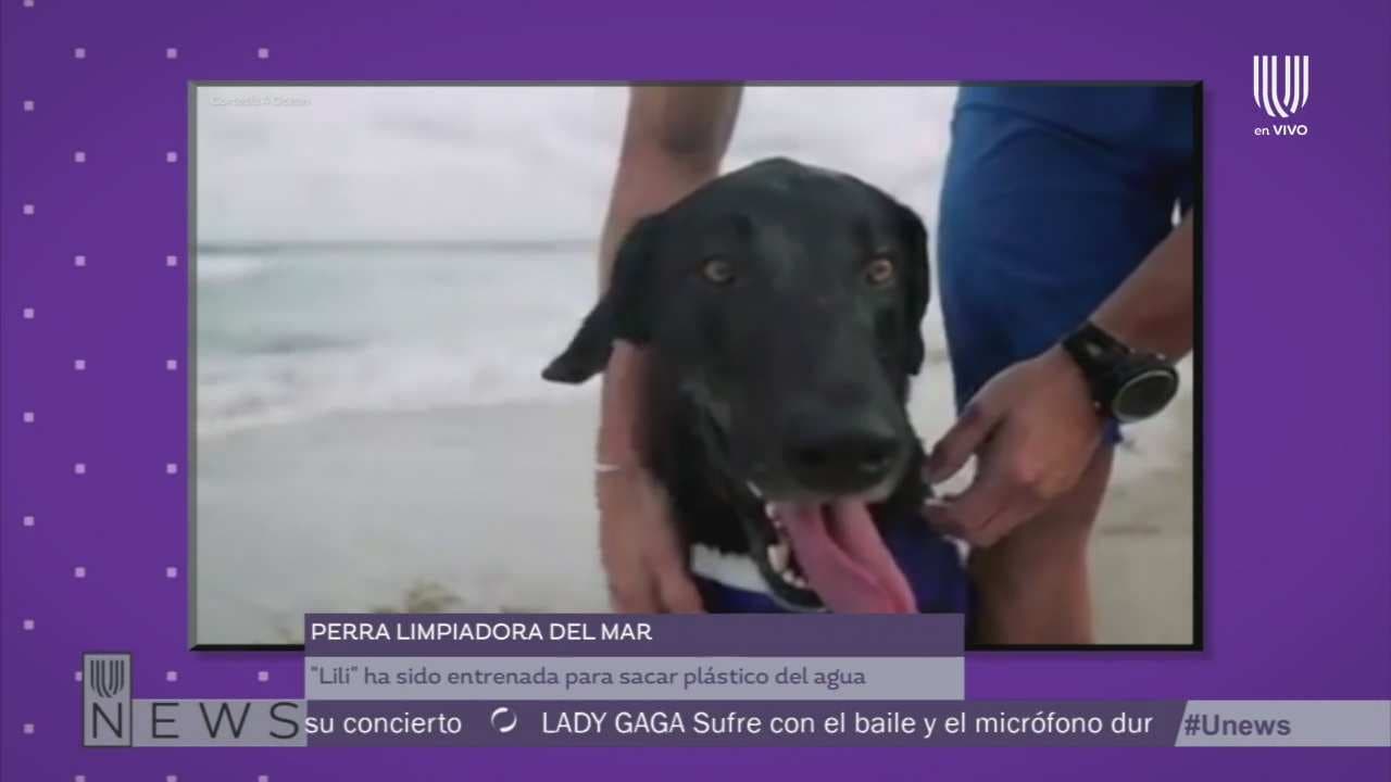 Conoce a la perra que contribuye a la limpieza del mar