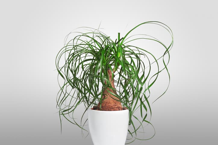 Isolated close-up of picture of an evergreen houseplant in a white pot
