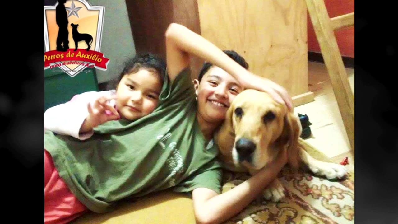 Perro entrenado salva la vida de niño en crisis de glucosa