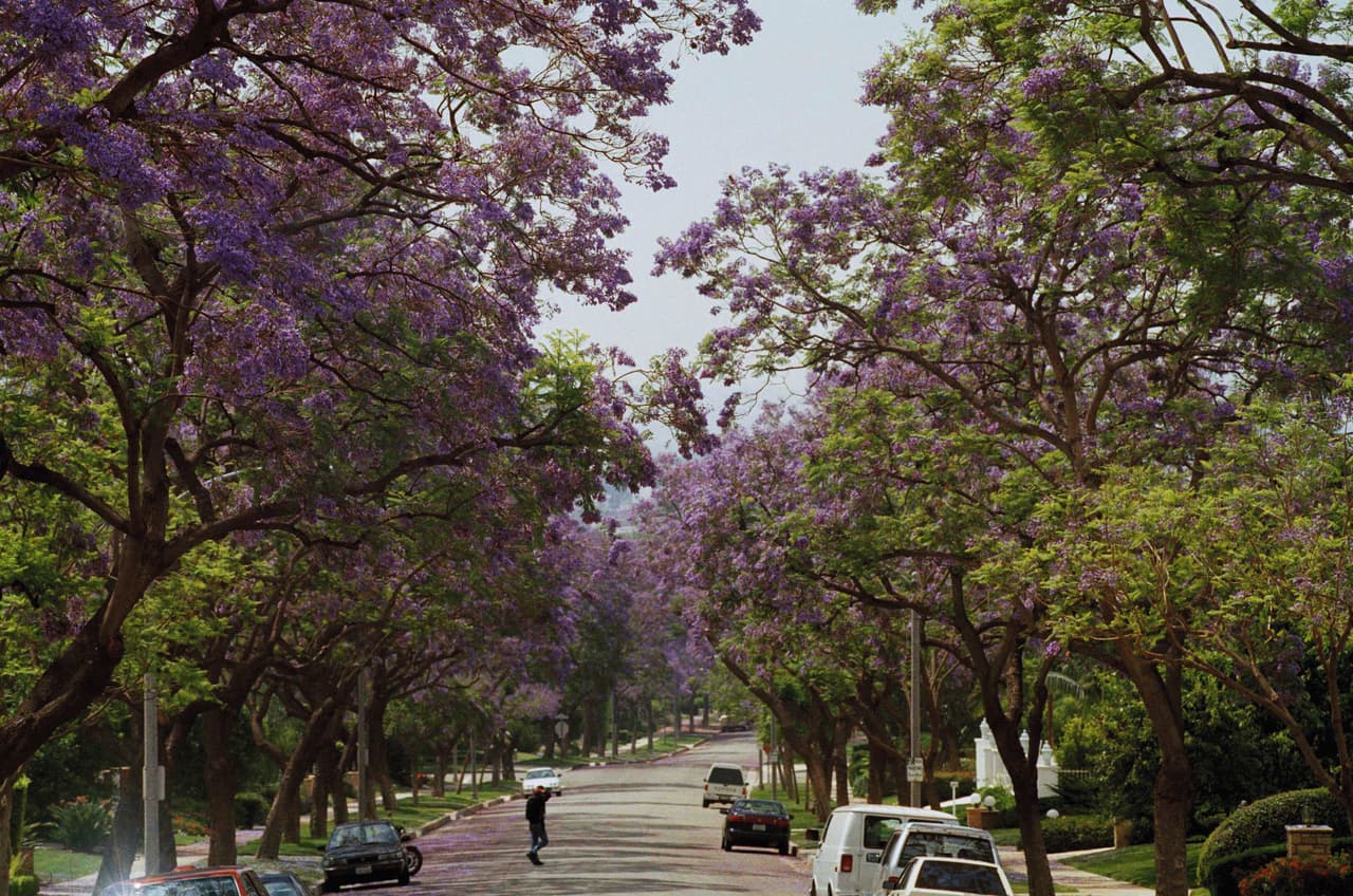 En cambio propuso la jacaranda: un árbol que recién había traído de Brasil y que había plantado tanto en sus jardines como en los de la élite porfirista.
