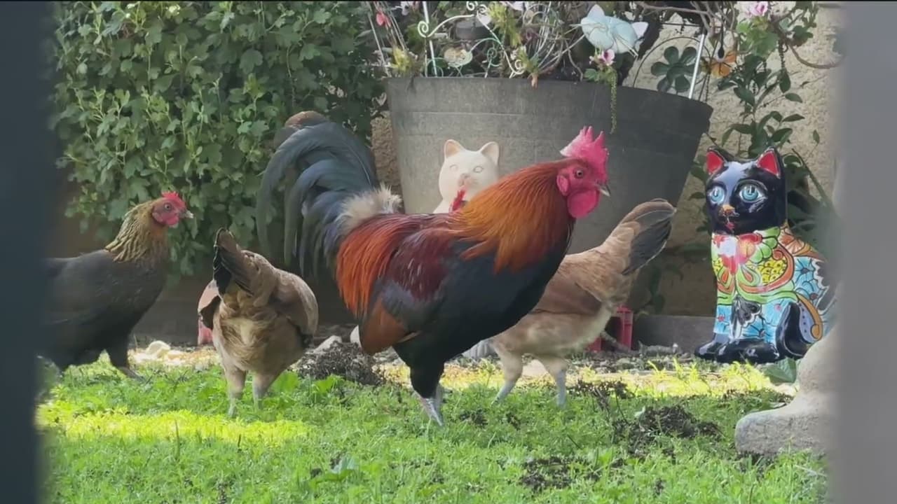 Nueva ley en California busca controlar la crianza de gallos